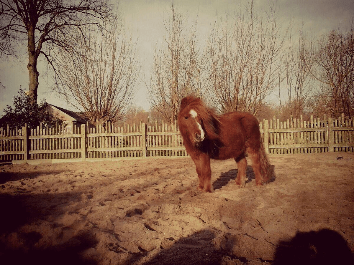 pony Rosa