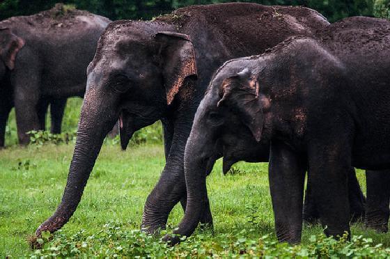 Grote aantallen olifanten gedood in Oost-India