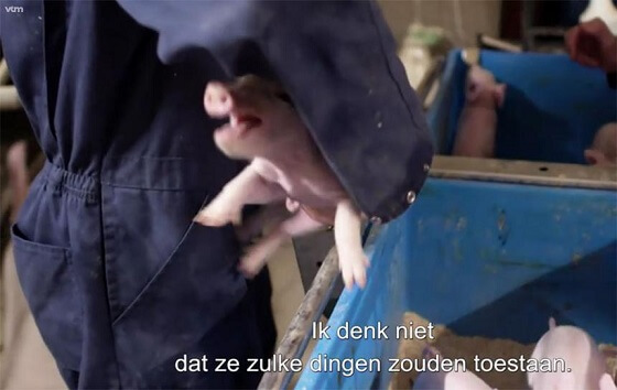 Belgische varkensboer