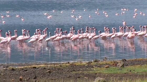 flamingo’s