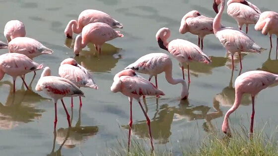 flamingo’s