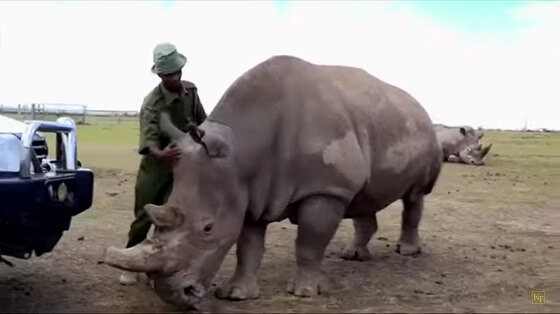 neushoorn Sudan