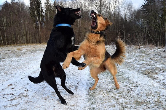 hondengevechten