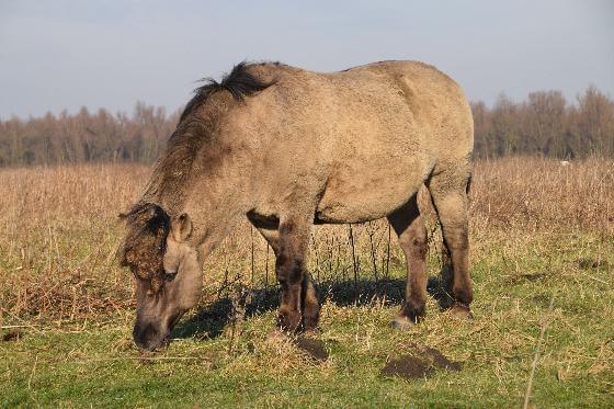 gratieverzoek voor konikpaarden Texel