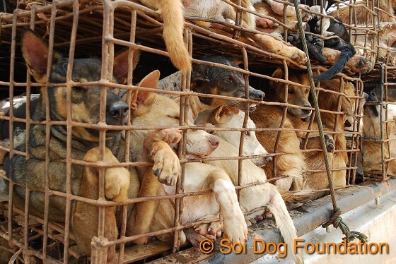 geen hondenvlees meer voor meeste Zuid-Koreanen