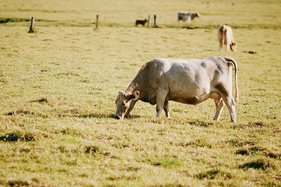 hoogzwangere koeien