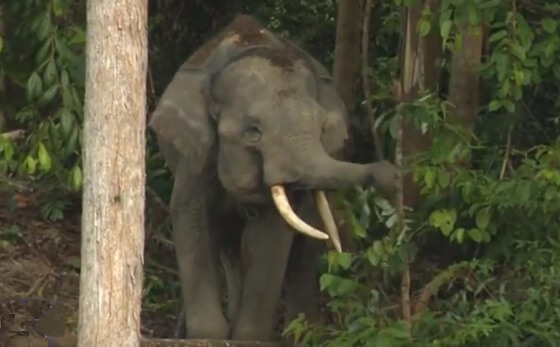 Sumatraanse olifanten
