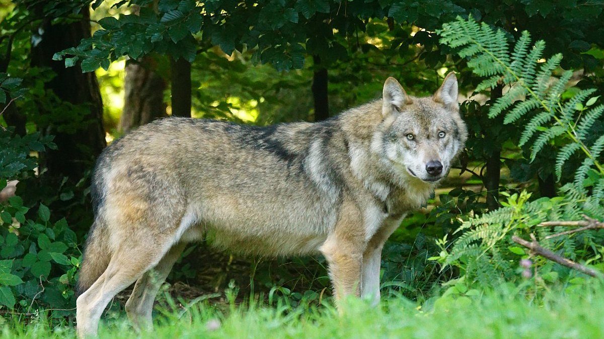 Westerse wolf