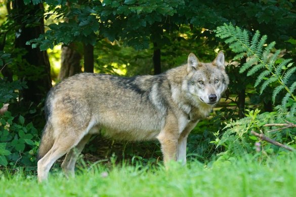 Westerse wolf