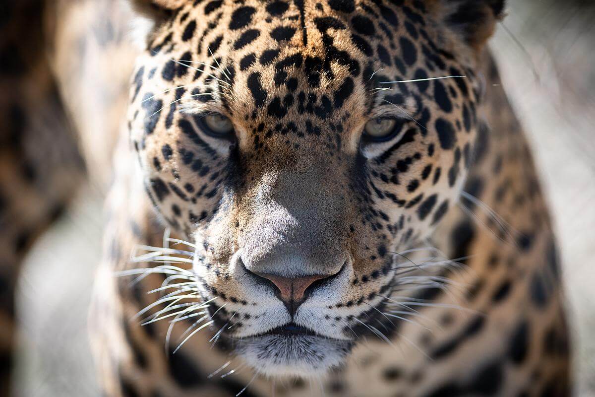jaguarstroperij
