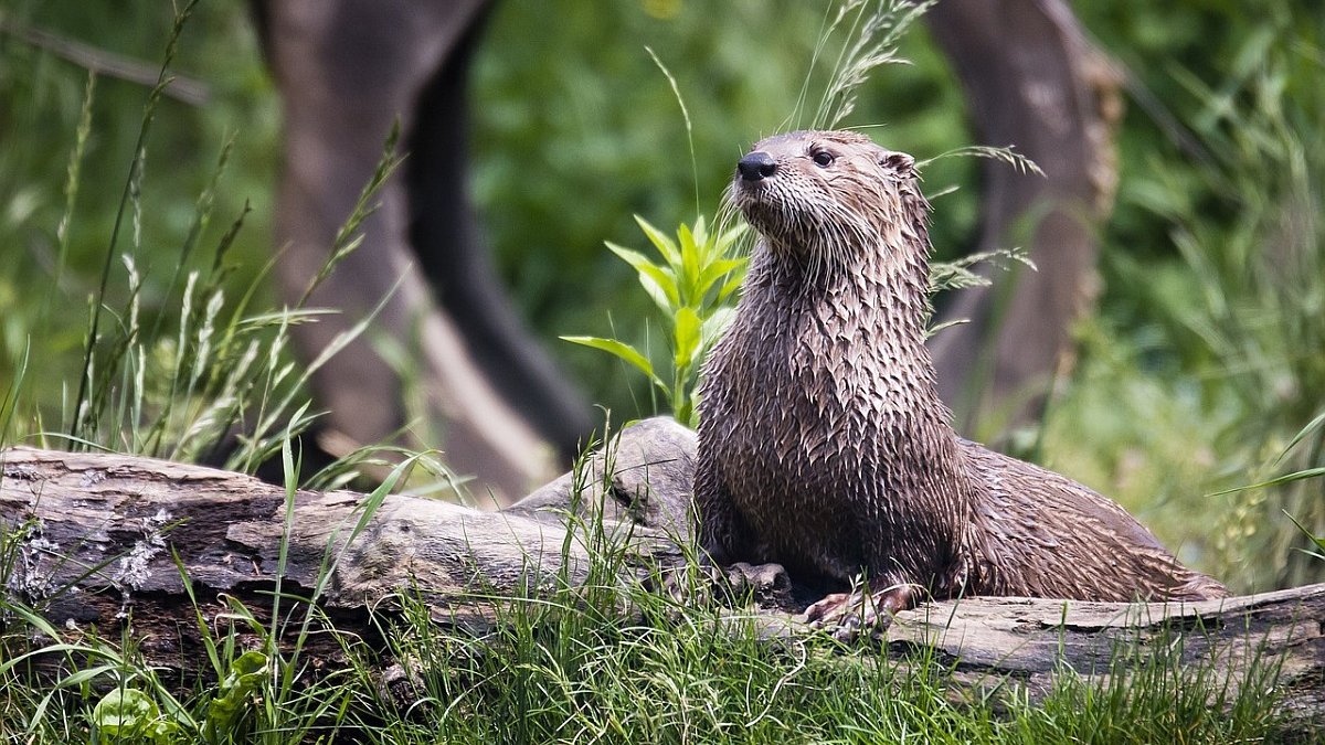 Otter - noodzaak van een positieflijst