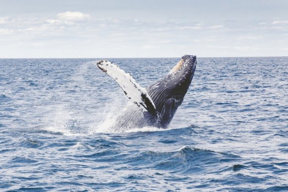 walvisjacht