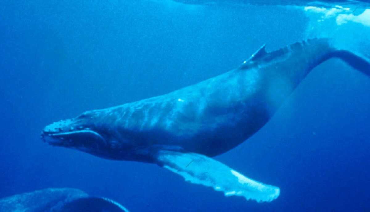 Officieel 186.842 km² oceaan beschermd voor bultrugwalvissen