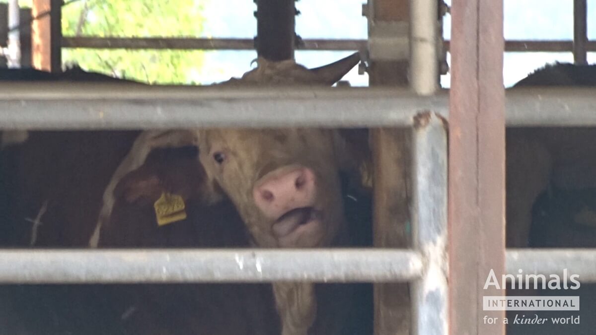 Brazilië verbiedt export van levend vee