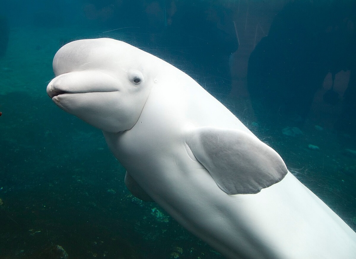 Beluga perdu en Seine française, les experts sont très inquiets