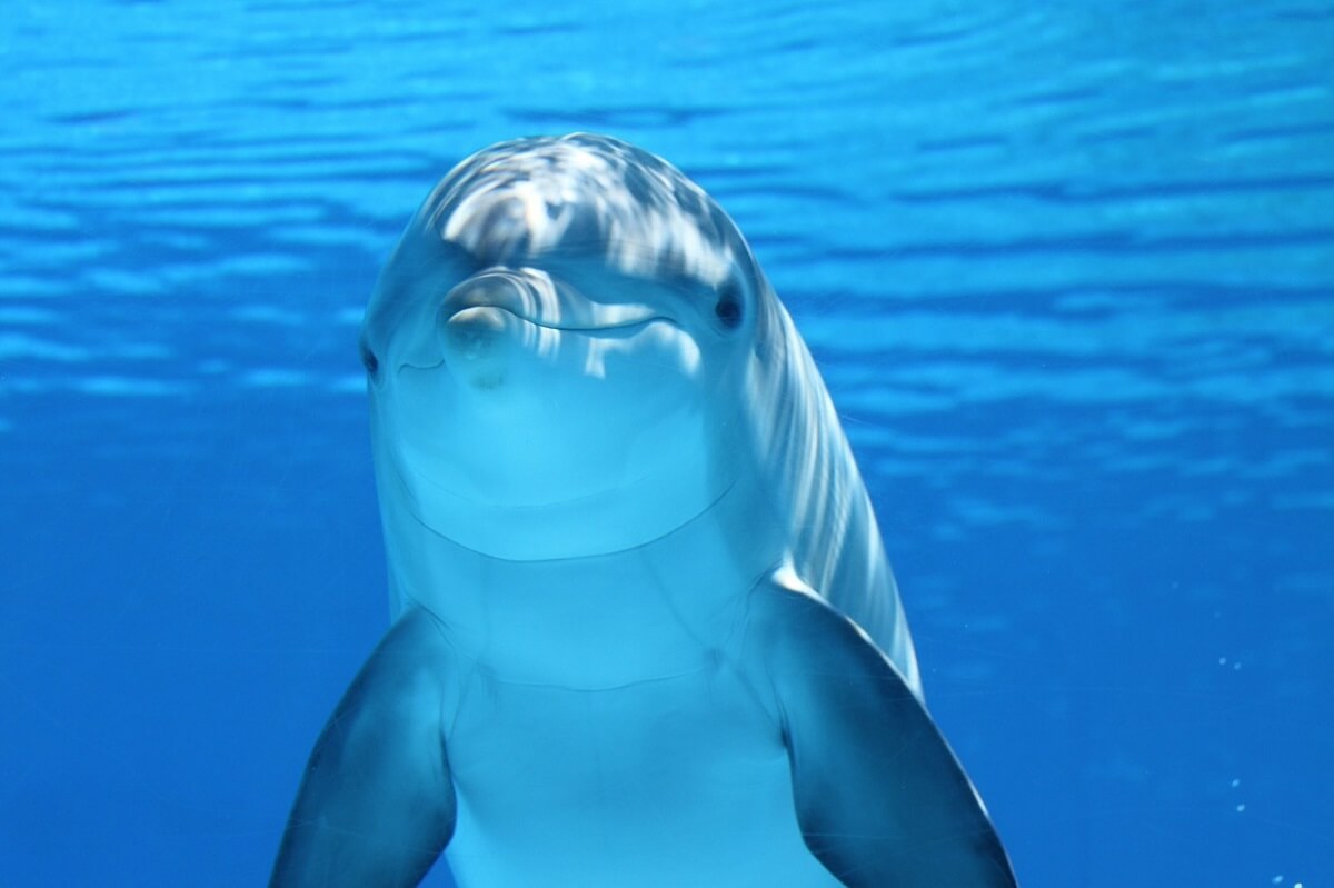 vraagtekens bij gedragsonderzoek dolfijnen in gevangenschap