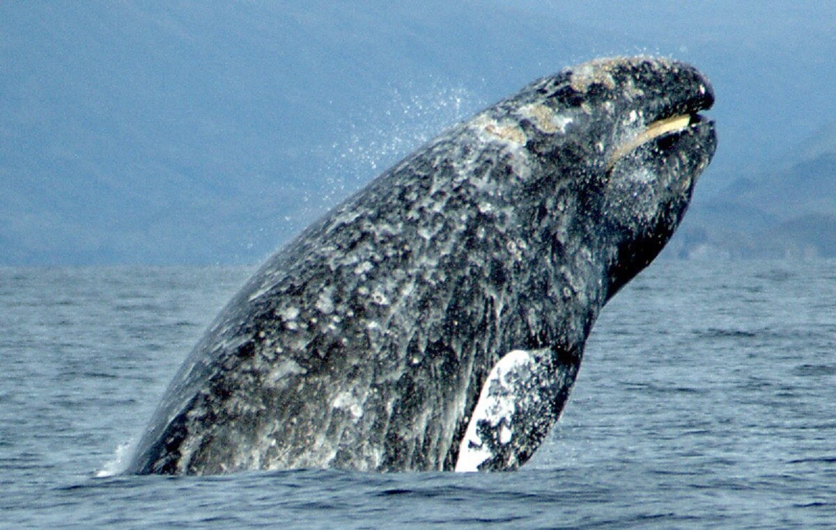 grijze walvissen