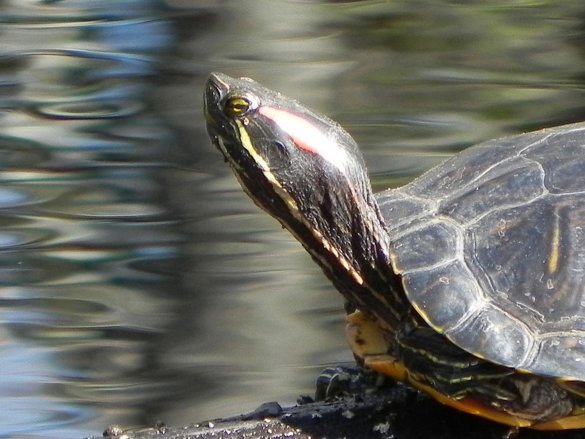 waterschildpadden