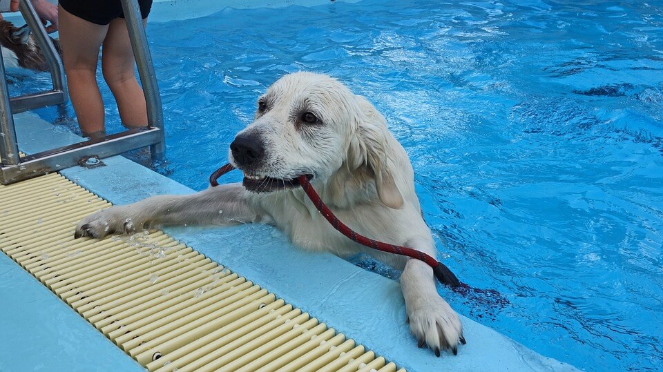 Wiens Immuniseren Groen Honden en hun baasjes duiken samen in het zwembad - Animals Today