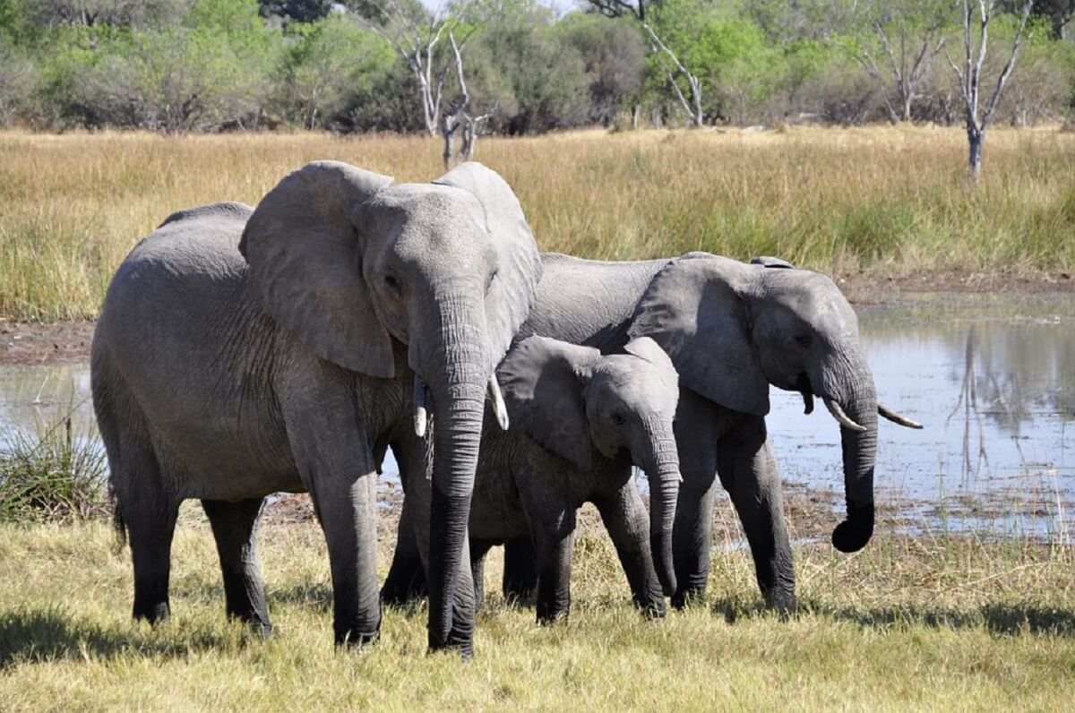 moederolifant doodt verzorger Spaanse dierentuin
