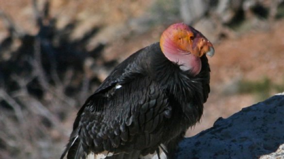 Californische condor