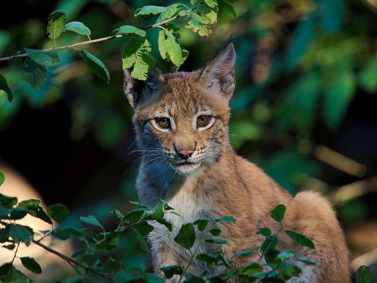 Uitsterven dreigt voor de lynx in Frankrijk