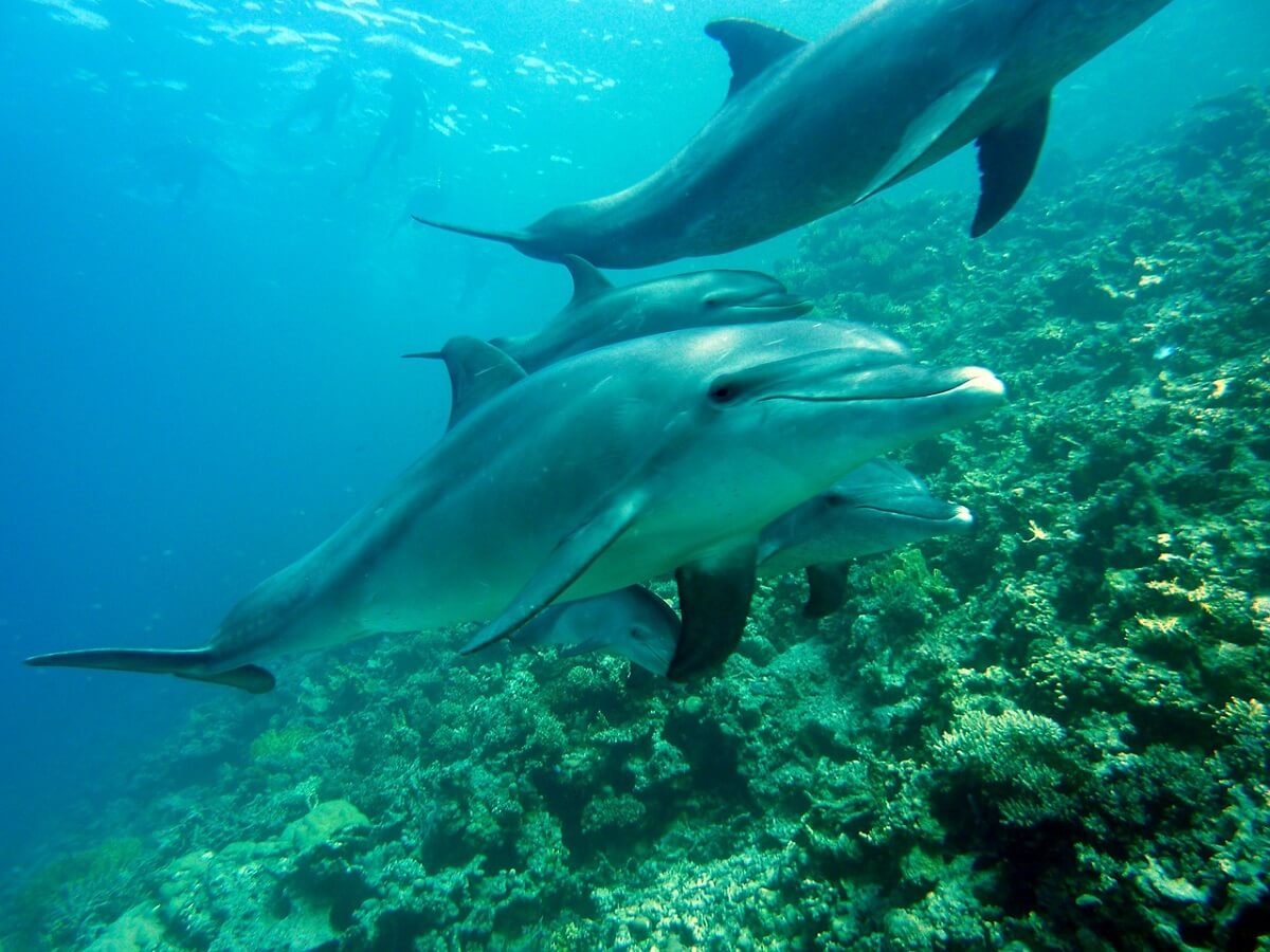 Dolfijnen vormen grootste coalities dierenrijk