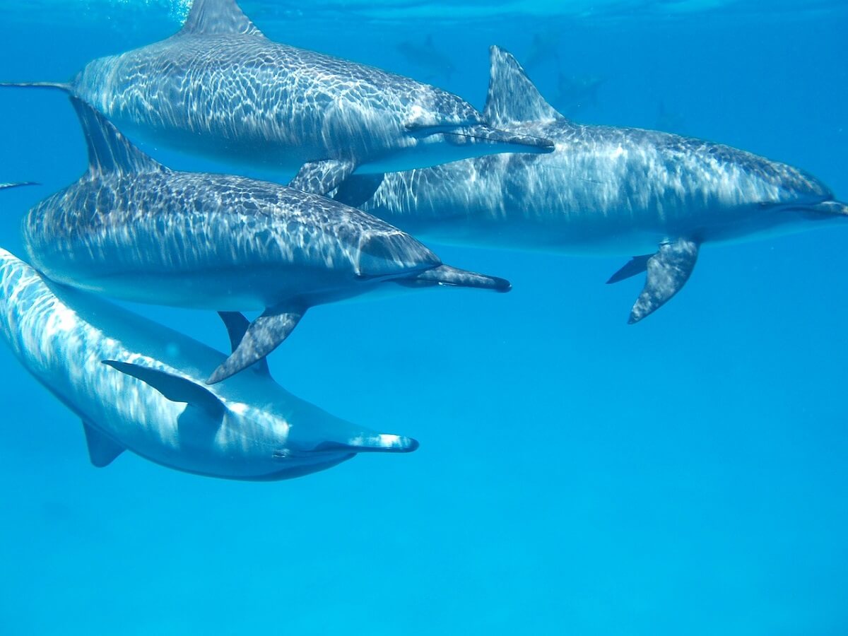 dode dolfijnen