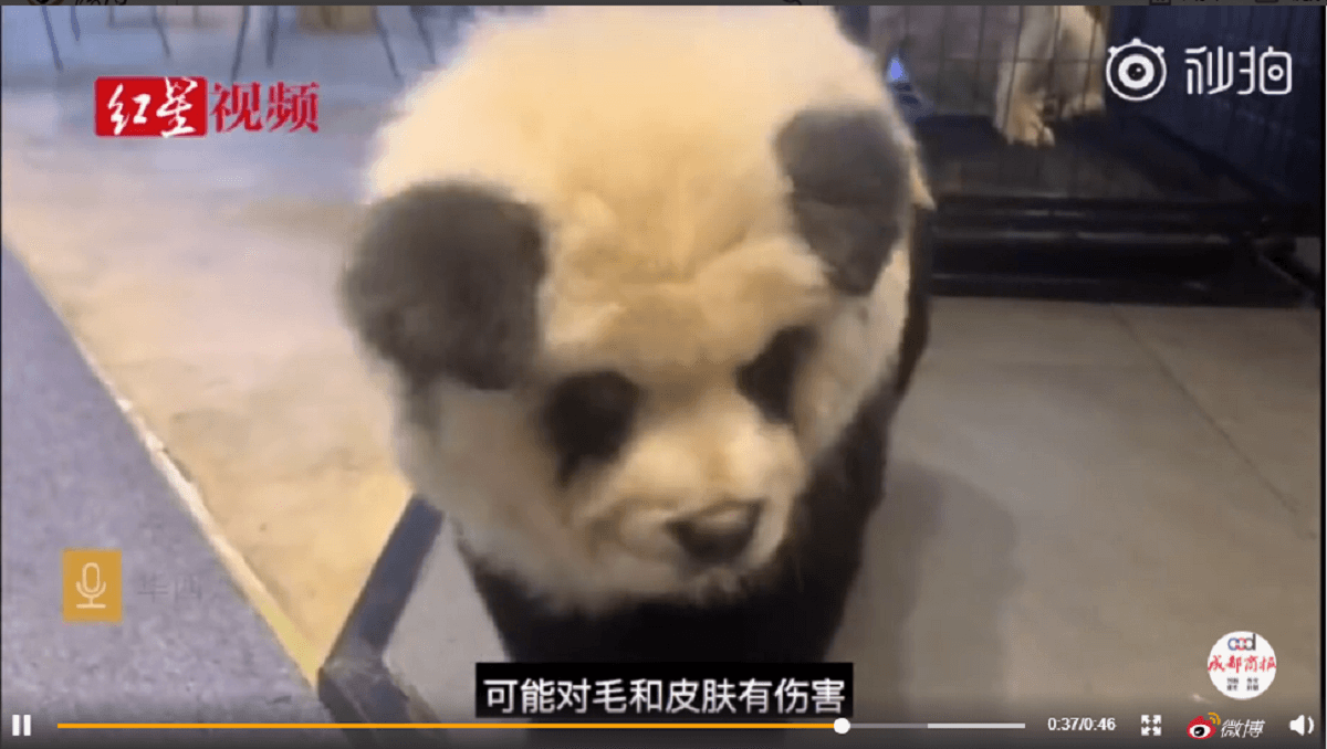 Lezen isolatie Scepticisme Chinees café verft honden zodat ze op panda's lijken - Animals Today