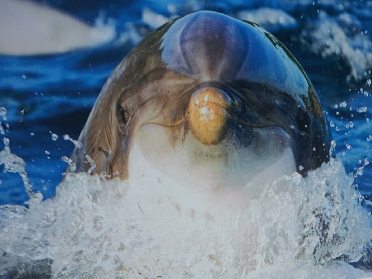 New South Wales stopt fokken van dolfijnen in gevangenschap