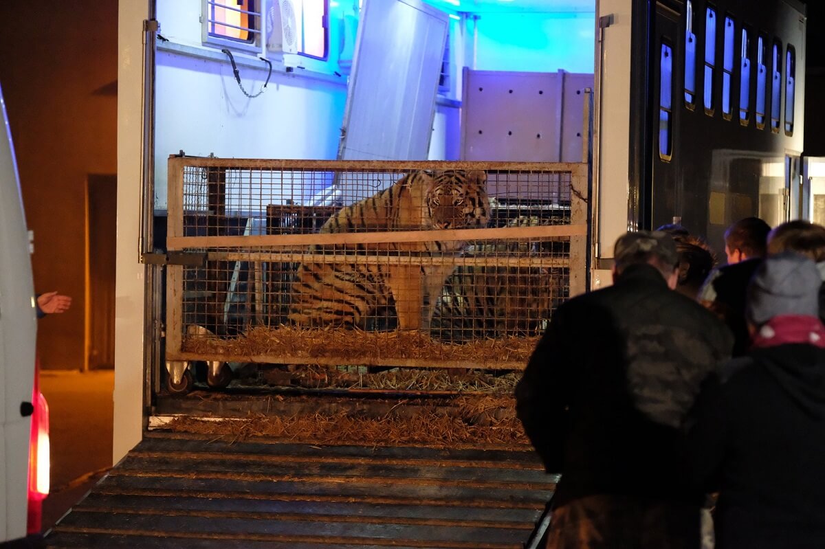 Reddingsactie voor tijgers op horrortransport naar Rusland