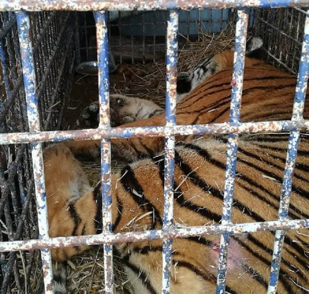 Reddingsactie voor tijgers op horrortransport naar Rusland
