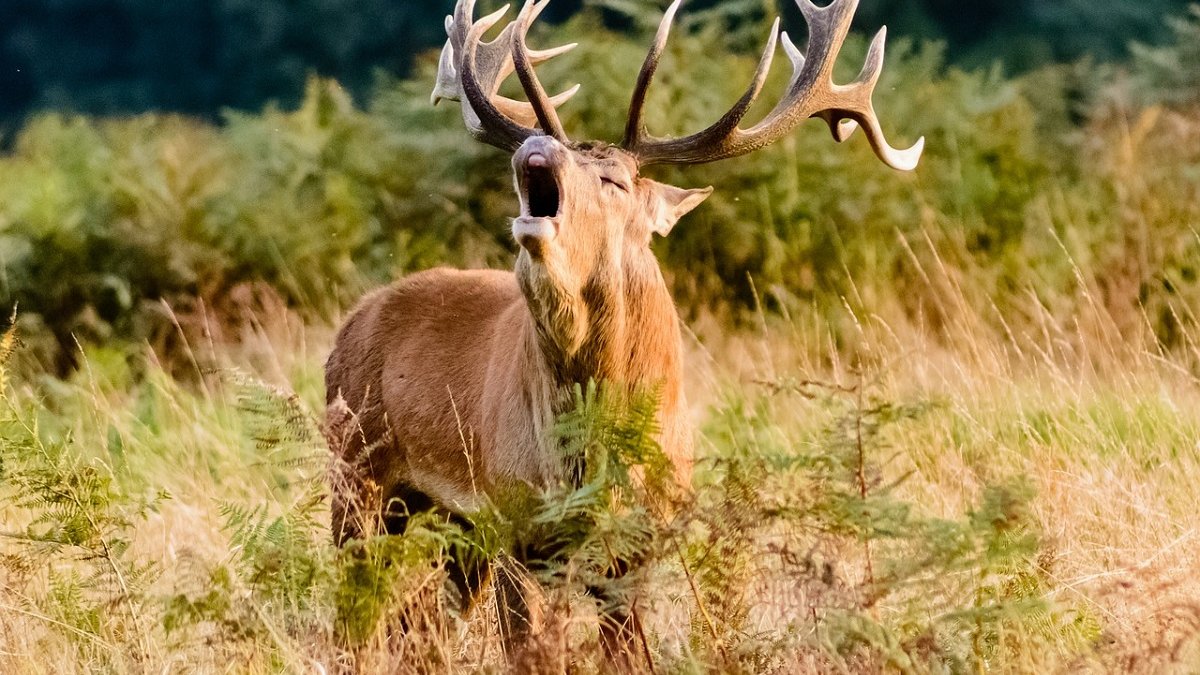 nachtelijke wildspotters