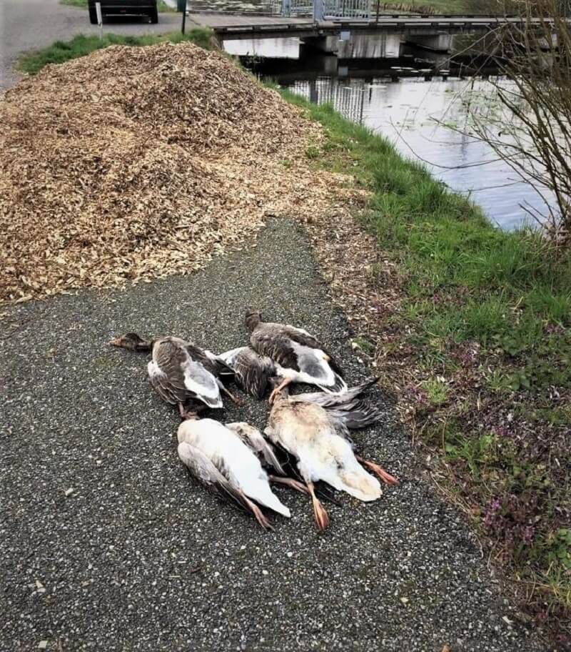 ganzenjacht bij Reeuwijk