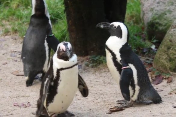 Homopaartje pinguïns in DierenPark Amersfoort bebroedt gestolen ei