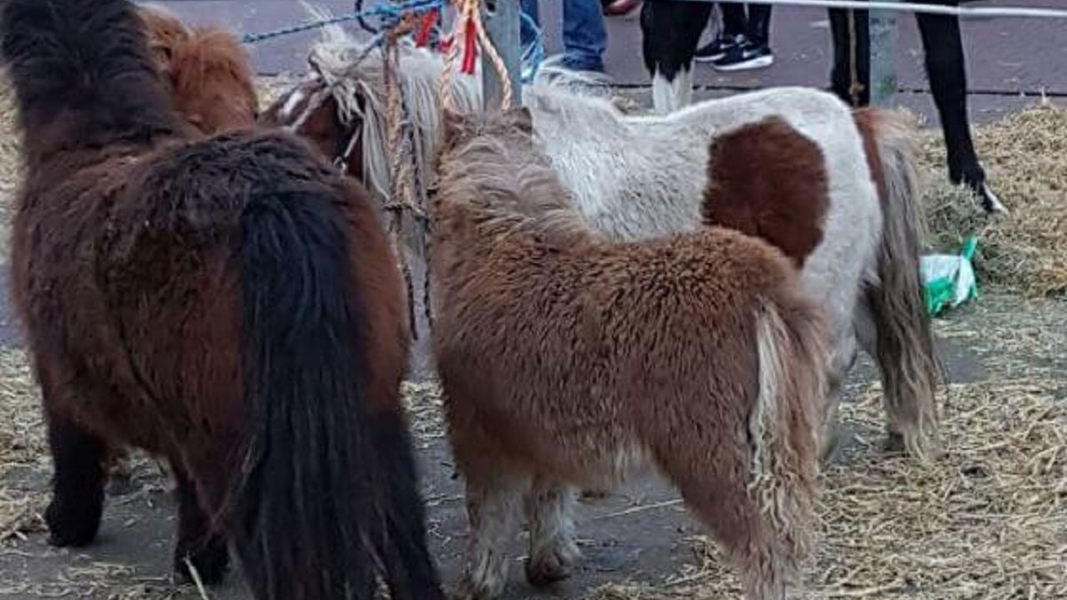 Paardenmarkt Goor 2017