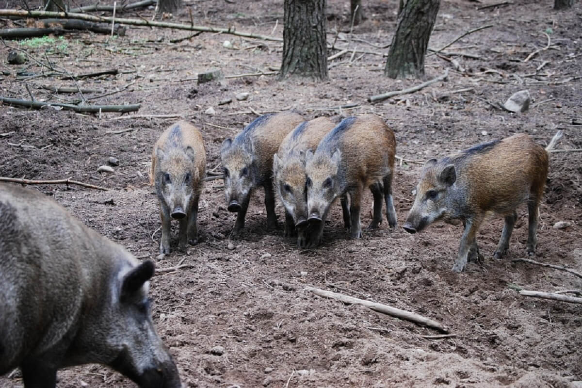 Afrikaanse varkenspest loert op Europa 
