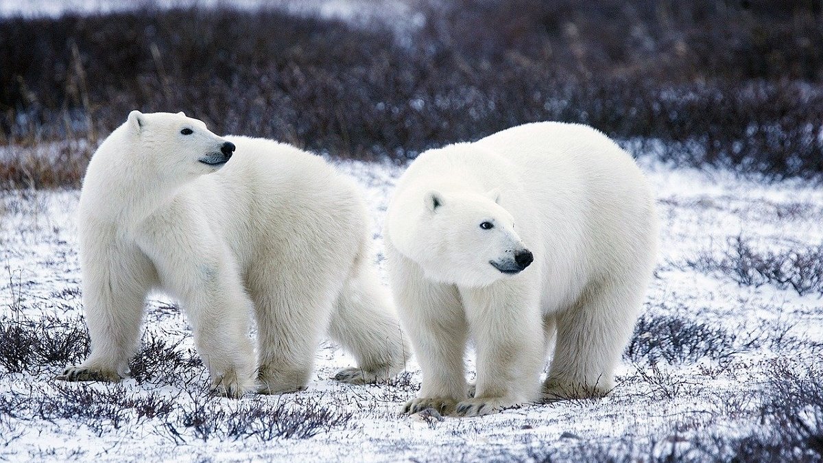 ijsberen