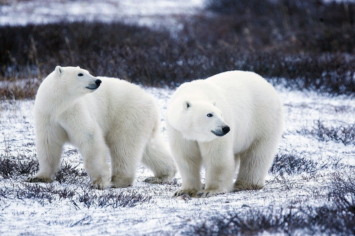 ijsberen
