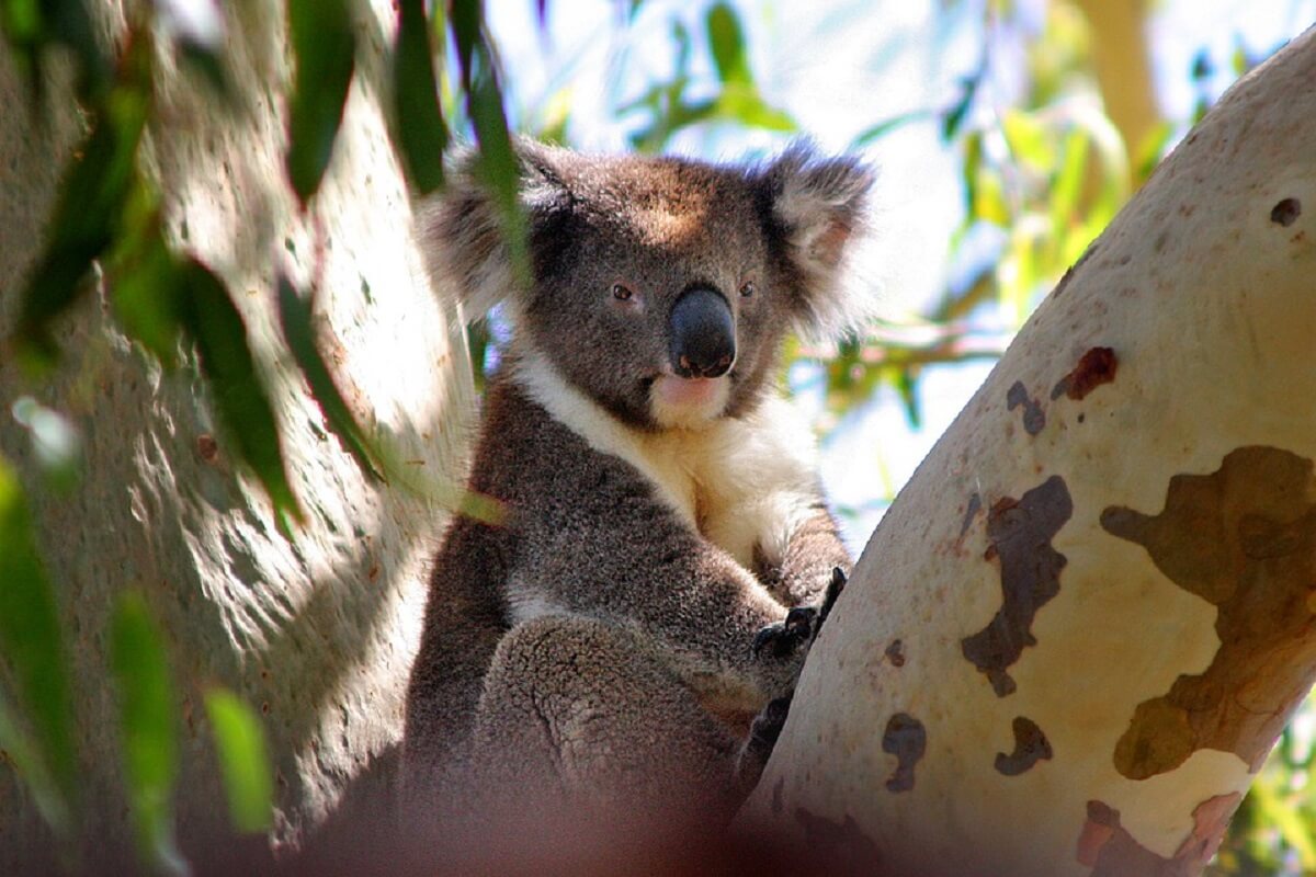 8000 koala's