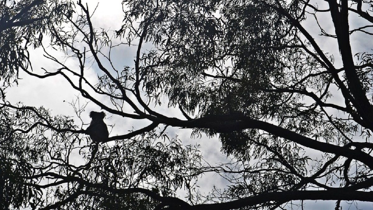 8000 koala's slachtoffer bosbranden Australië