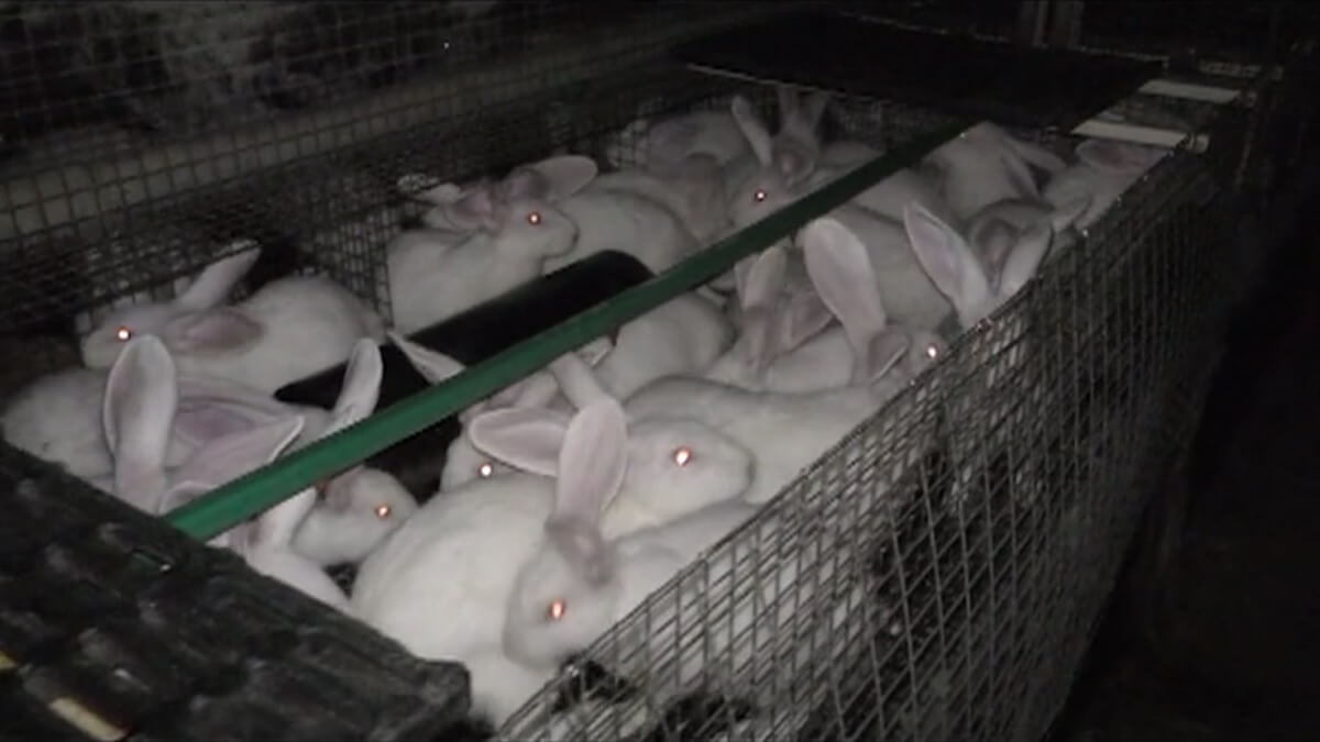 konijnenindustrie
