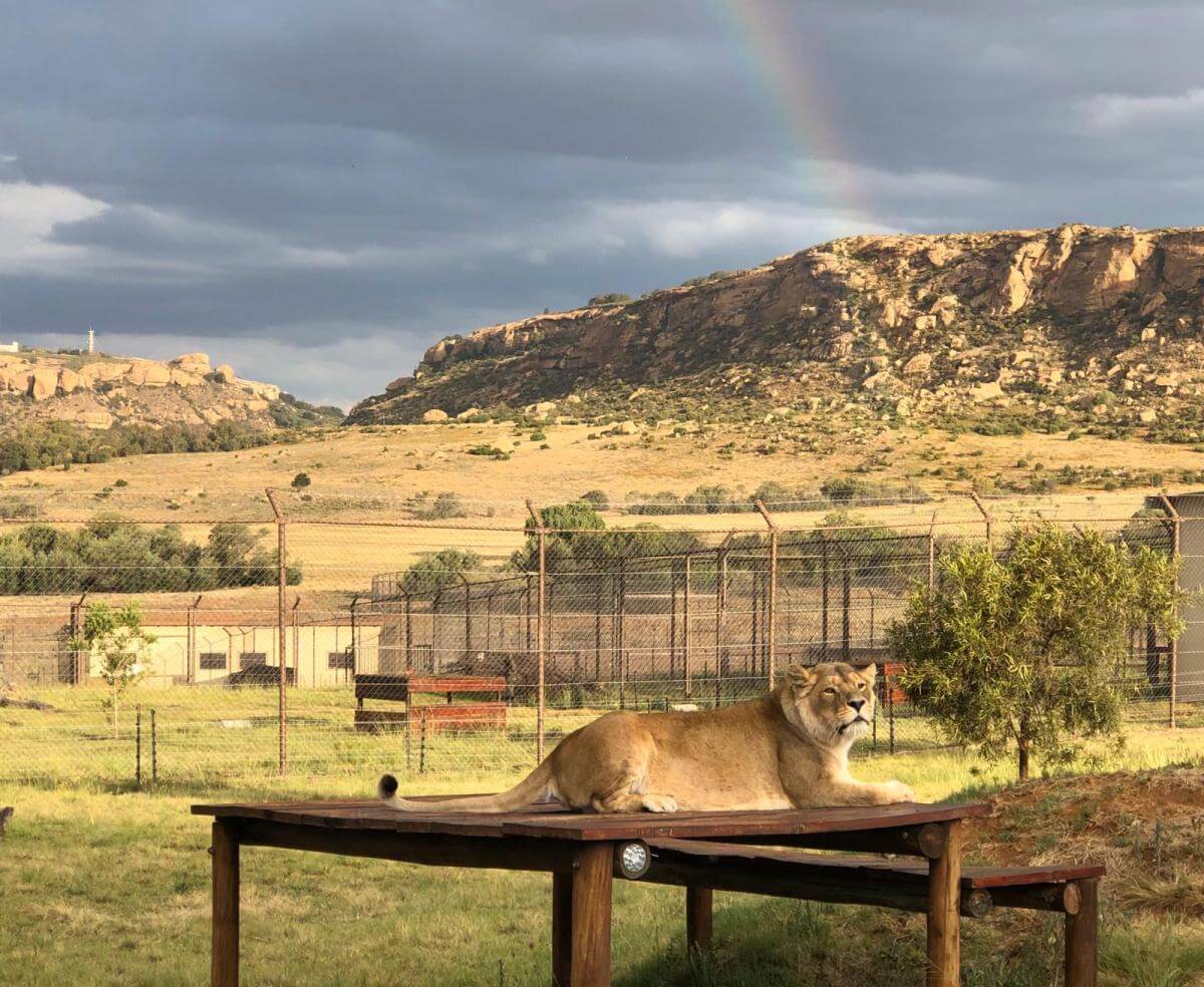 Nieuwe status wilde dieren Zuid-Afrika zorgwekkend