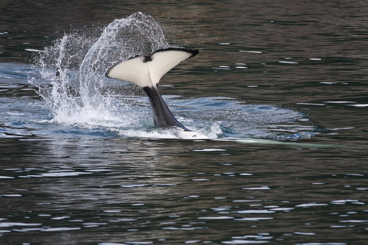 Gevarieerd dieet IJslandse orka’s geeft meer pcb's in vet