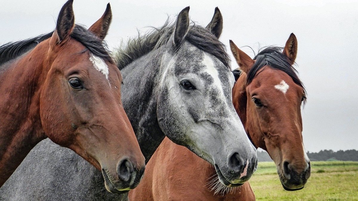 politiepaarden