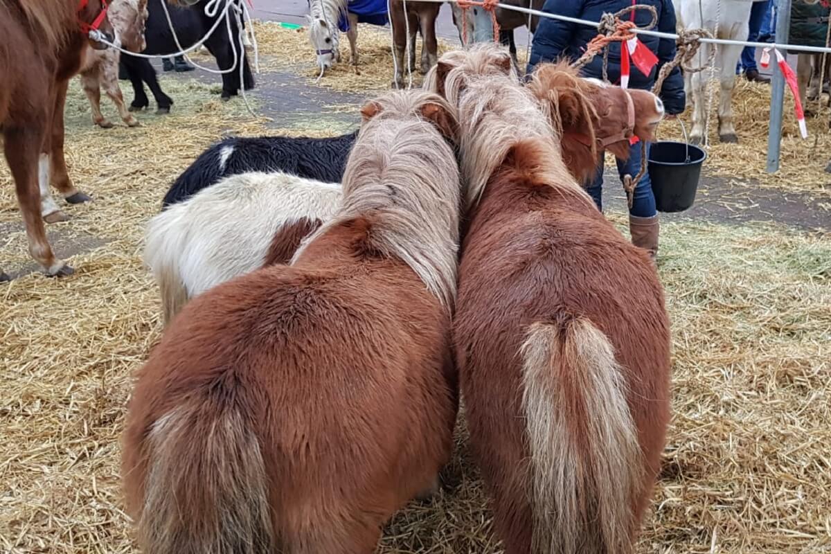 Paardenmarkt Goor 13 december 2019