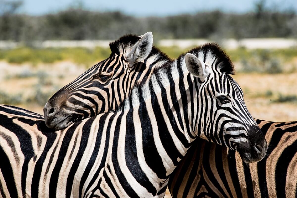 Over zebra eten en Hollandse koeien