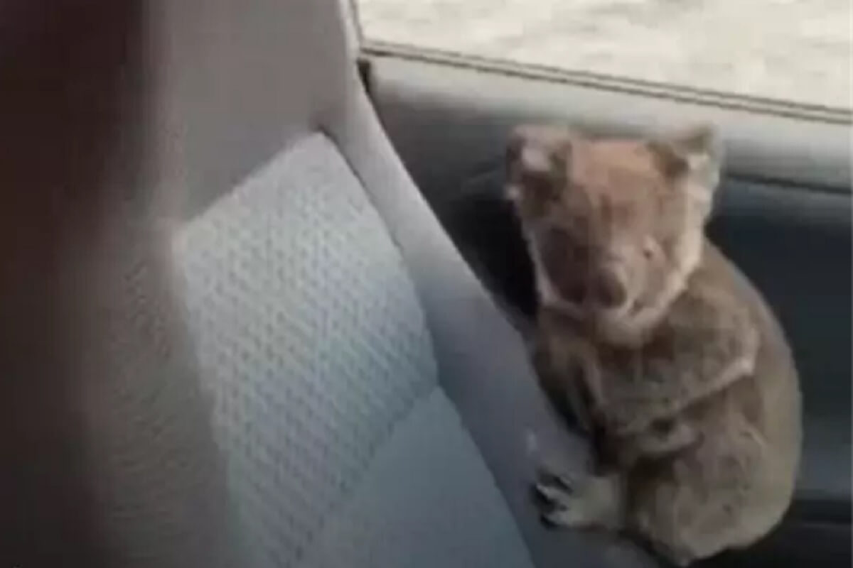 Australische jongens redden koala's