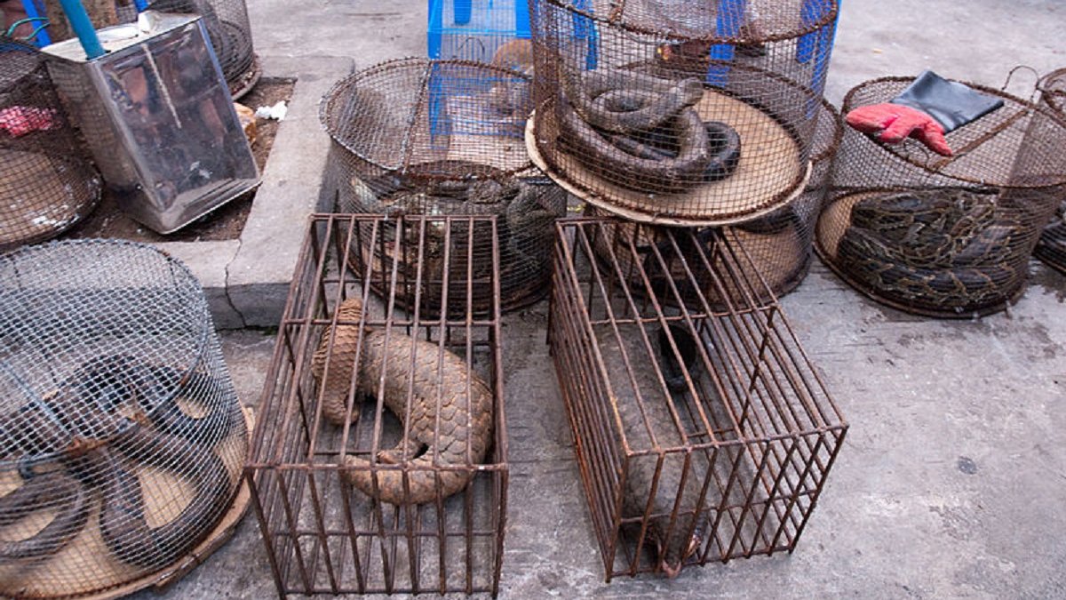 Illegale handel in wilde dieren bedreigt ook de mens