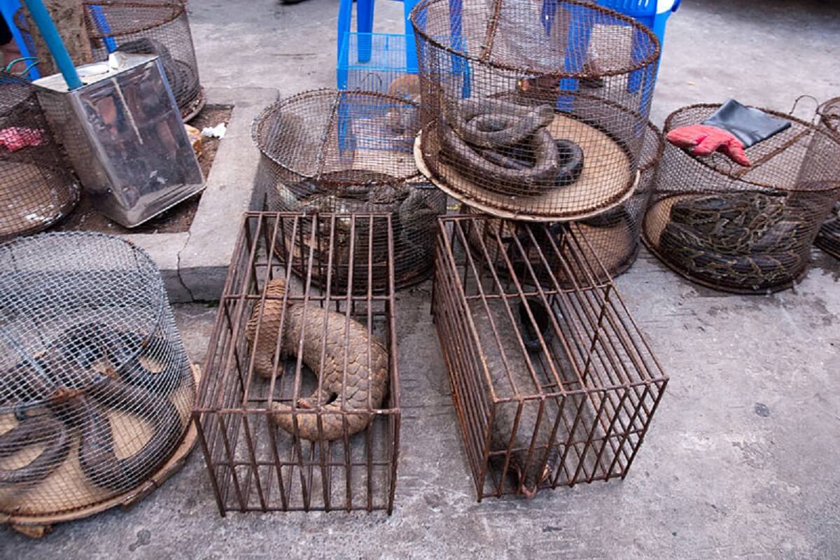 Allesomvattend verbod China handel en consumptie wilde dieren